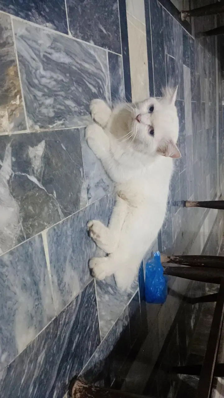 Persian breed adult pair — photo 8