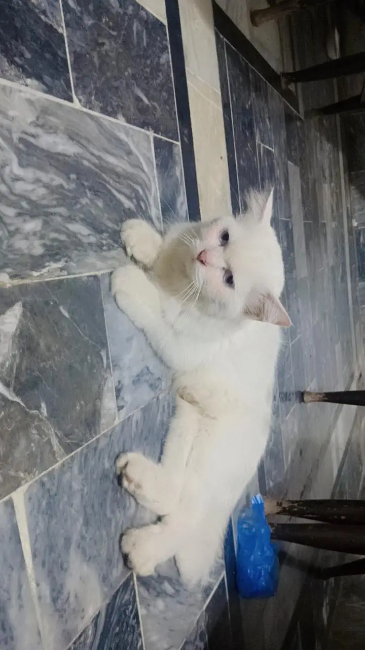 Persian breed adult pair — photo 9