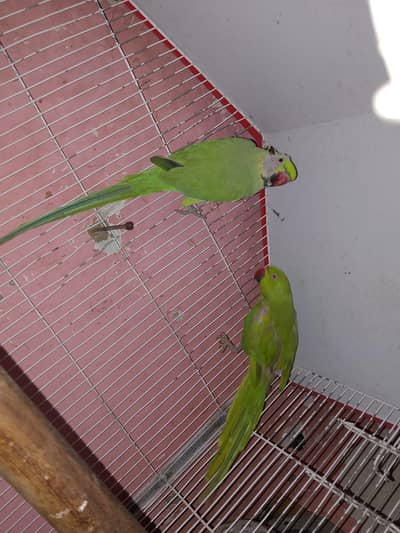 Green Ringneck Breeding Pair – 8 Eggs This Year – Karachi