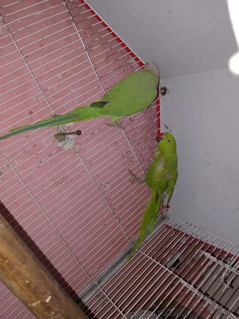Green Ringneck Breeding Pair – 8 Eggs This Year – Karachi — photo 2