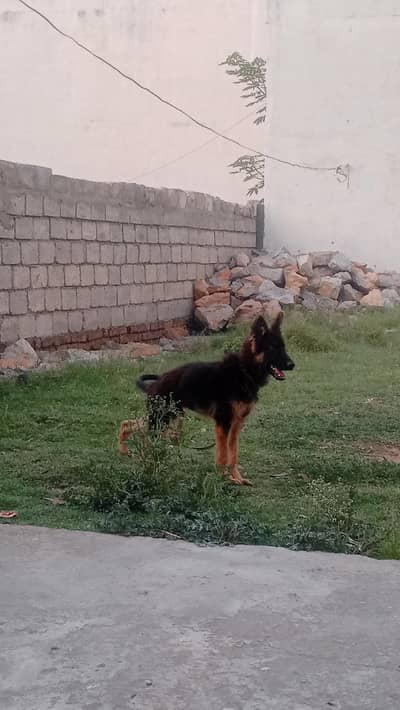 German shepherd puppy for sale