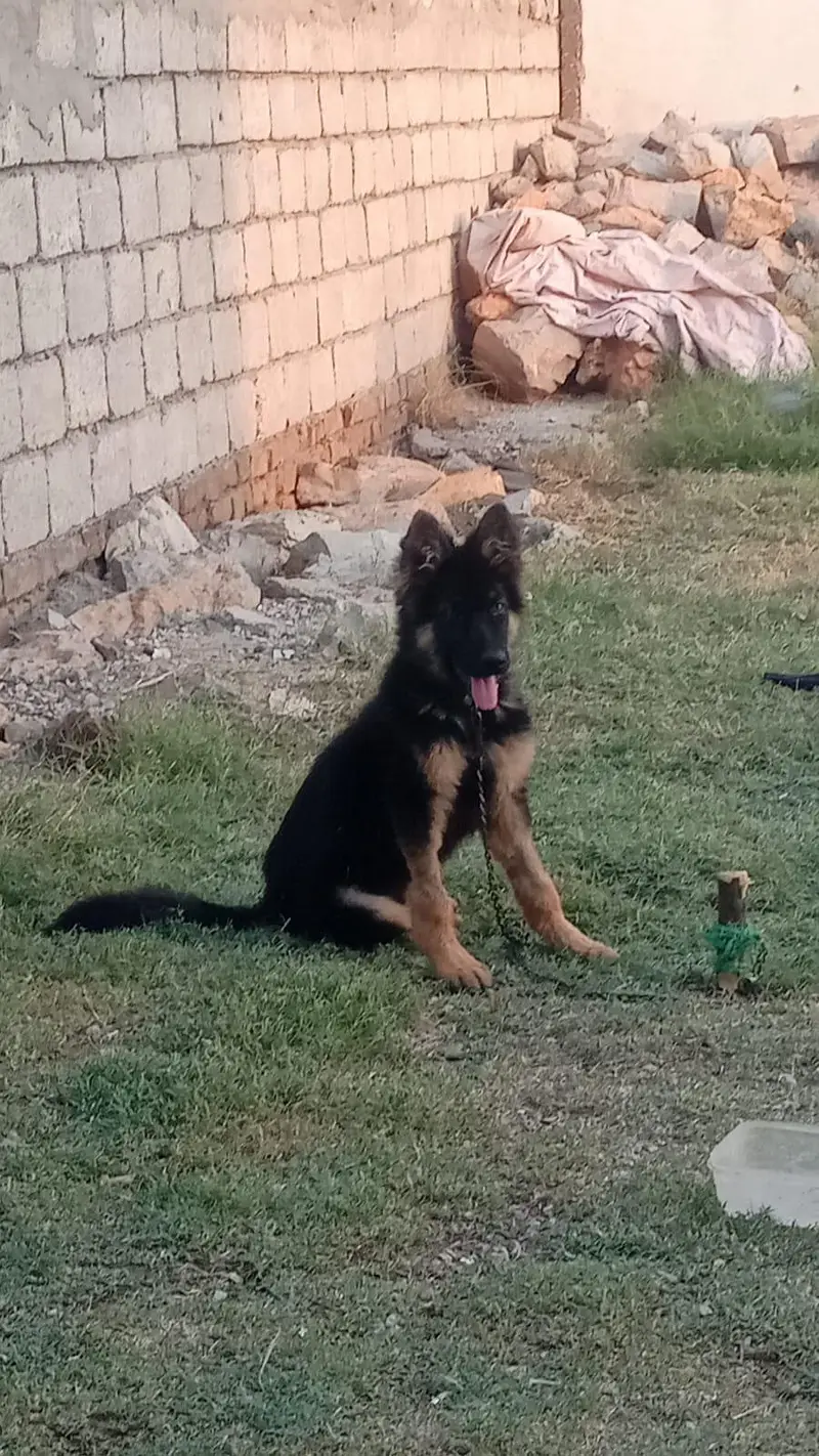 German shepherd puppy for sale — photo 2