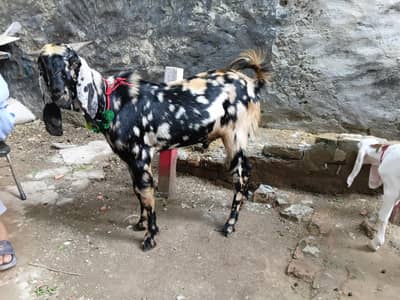 Bakra