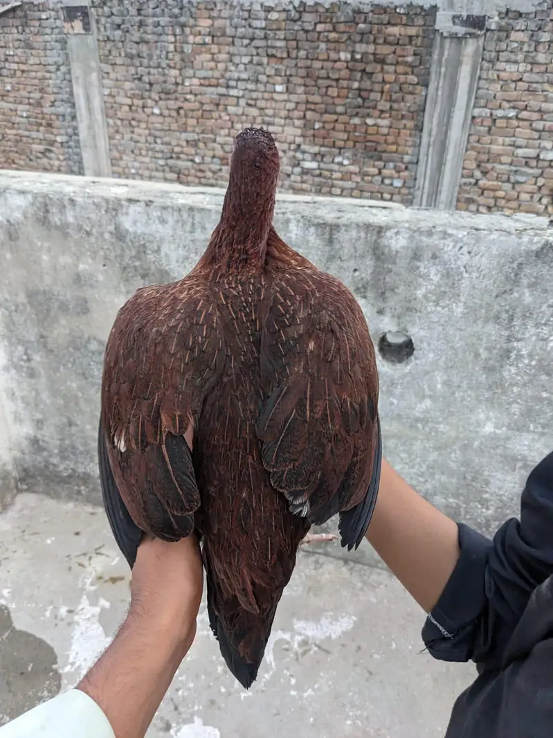 mianwali bloodline kí khobsúrat Madi — photo 4