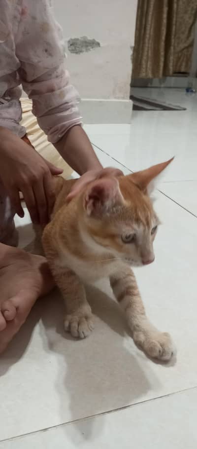 Kittens in G15
