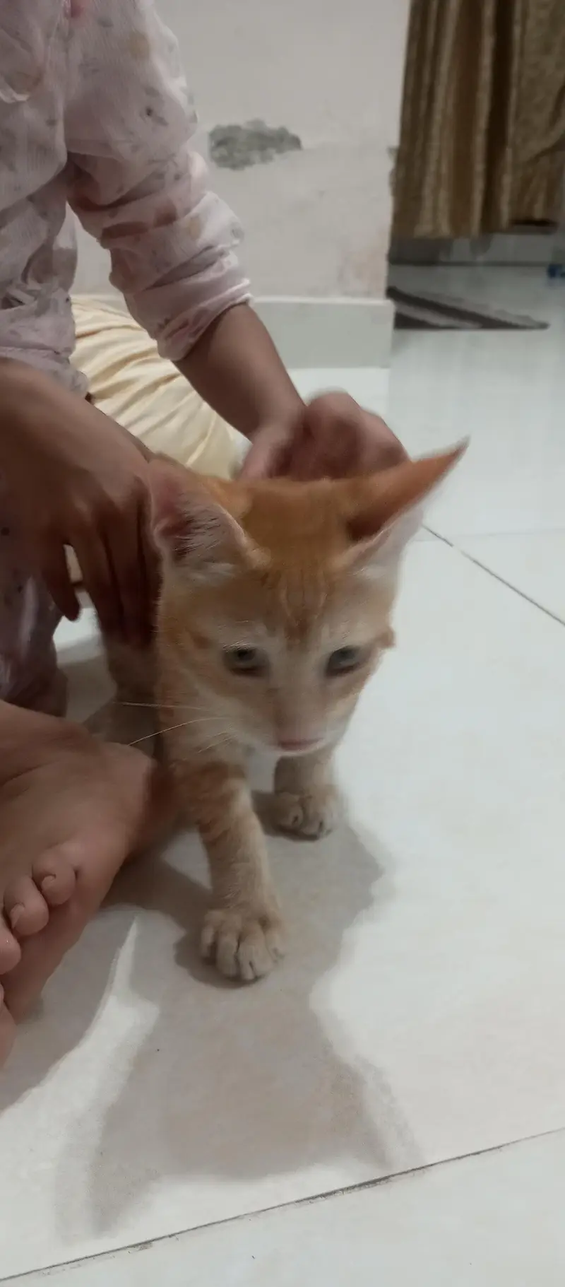 Kittens in G15 — photo 2