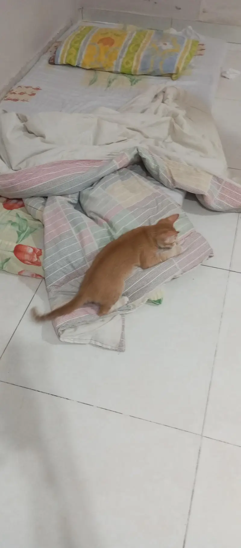 Kittens in G15 — photo 3