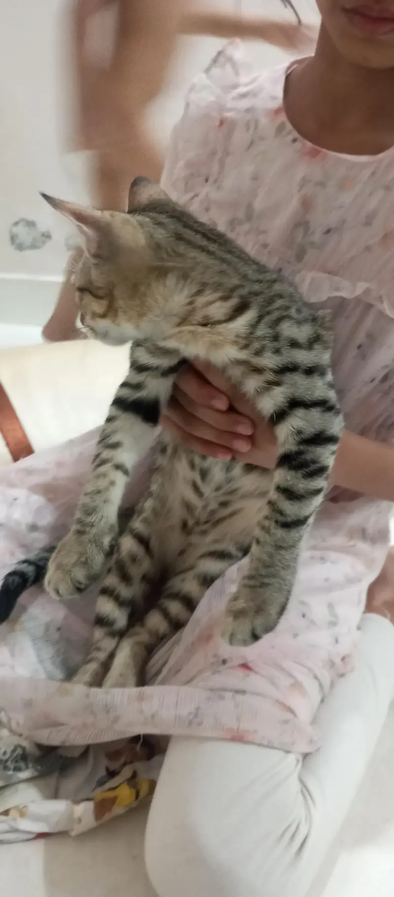 Kittens in G15 — photo 4