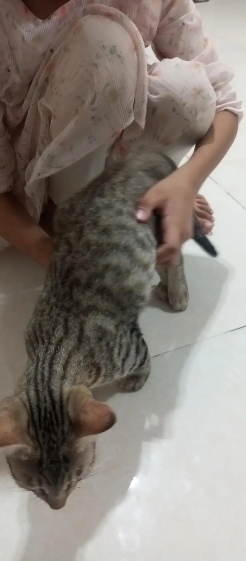 Kittens in G15 — photo 5