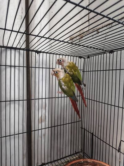 Pineapple conure red factor breeder pair