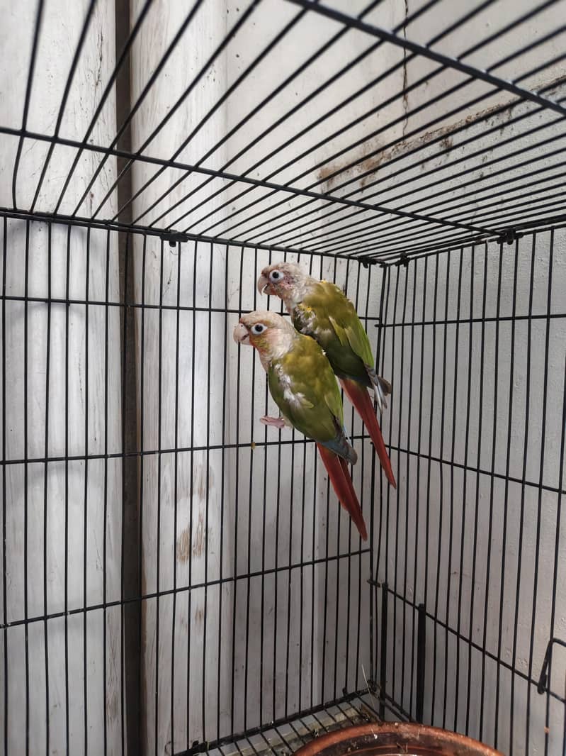Pineapple conure red factor breeder pair 0