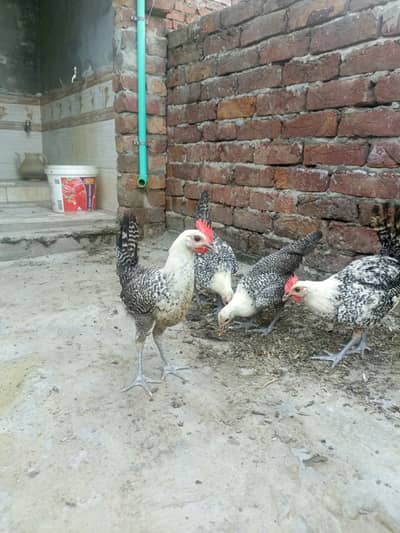 Egyptian Fayoumi Male's