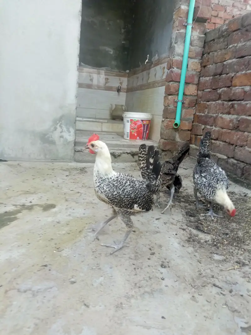 Egyptian Fayoumi Male's — photo 2