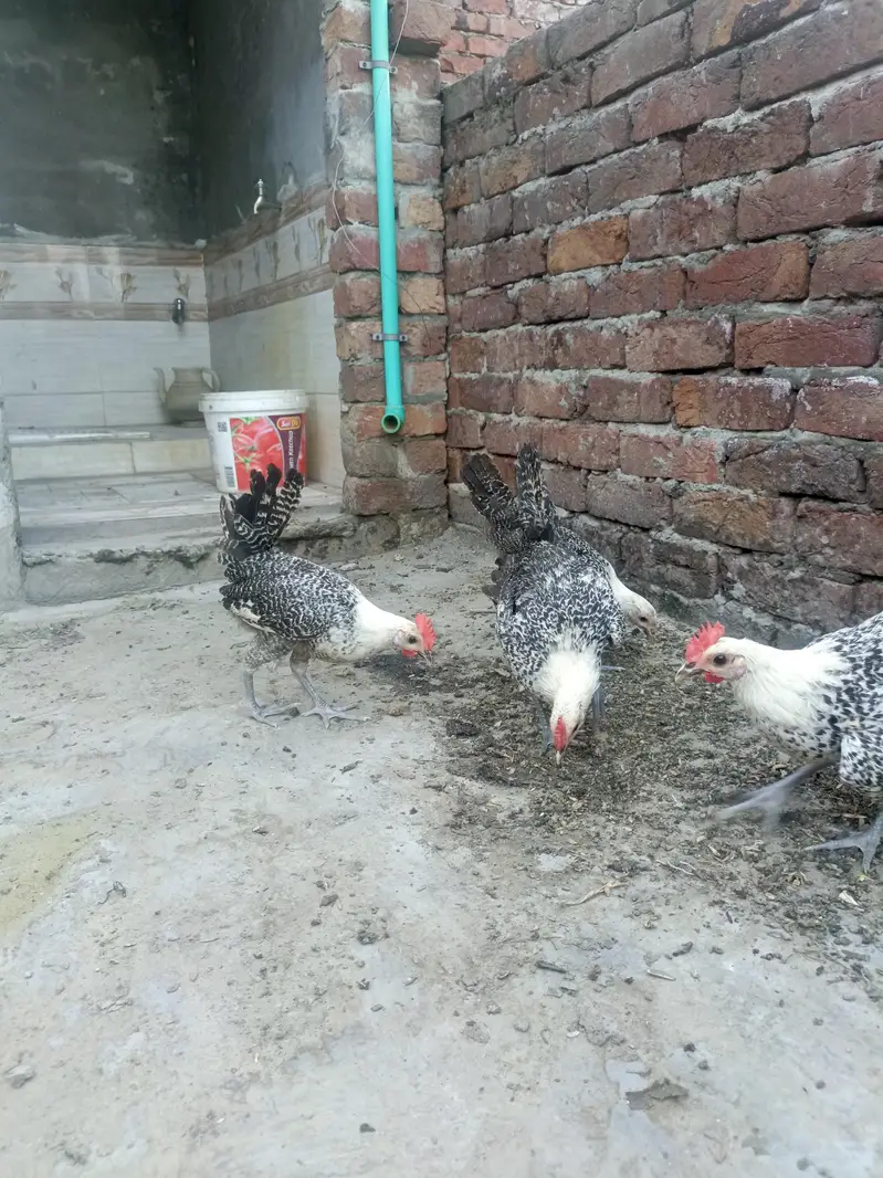 Egyptian Fayoumi Male's — photo 3