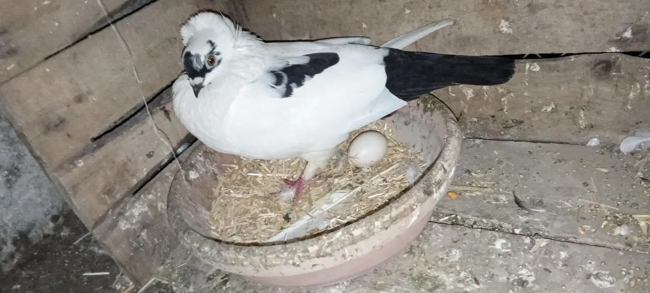 EEnglish nun breeder pair or frill back cross female — photo 2