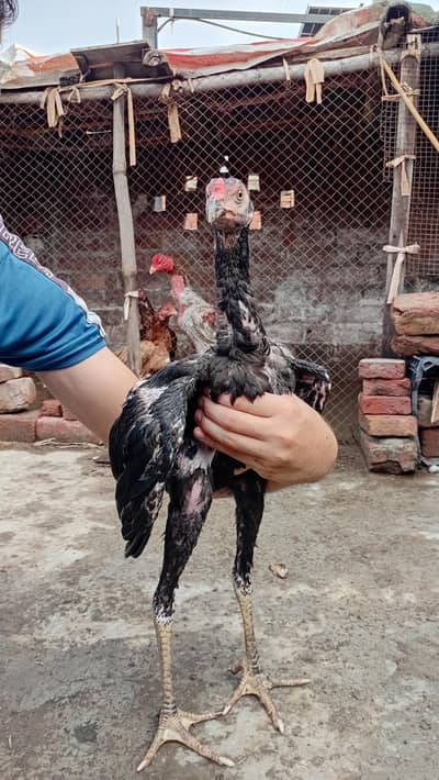 Thai +Vietnam Aseel 3 Months age Chicks Active