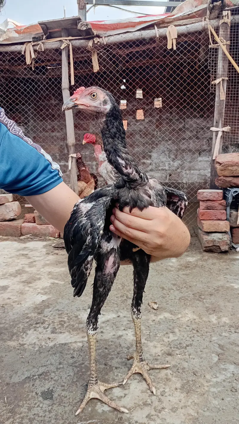 Thai +Vietnam Aseel 3 Months age Chicks Active — photo 2