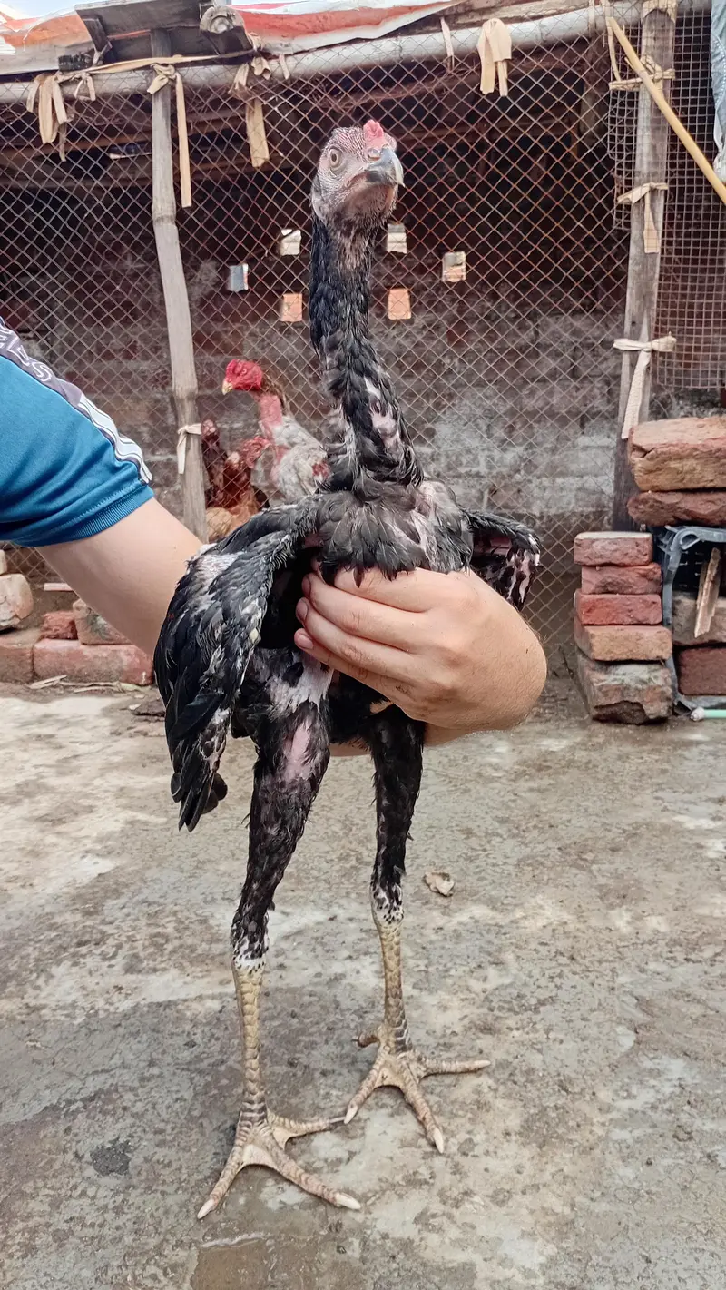 Thai +Vietnam Aseel 3 Months age Chicks Active — photo 3