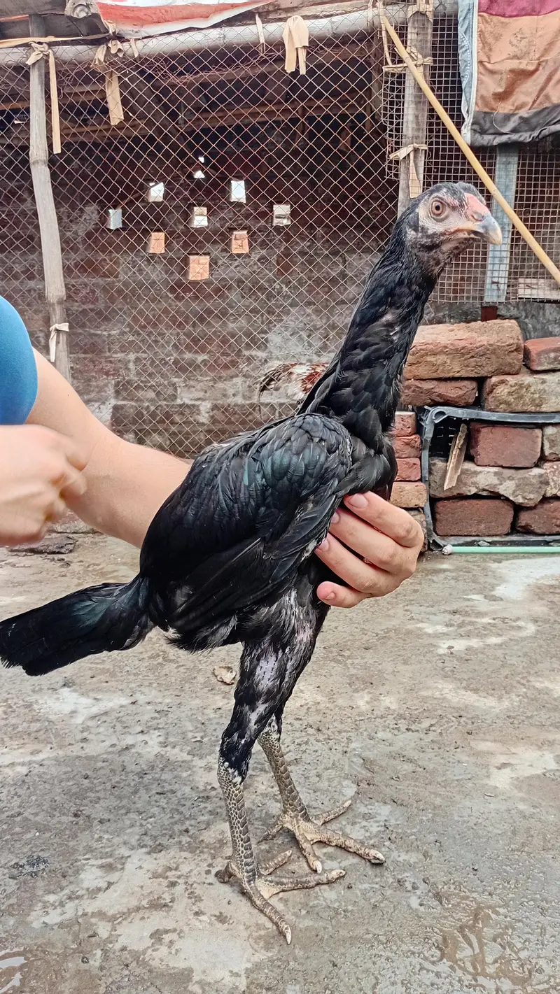 Thai +Vietnam Aseel 3 Months age Chicks Active — photo 4
