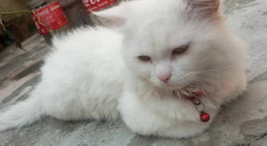 White Persian Cat