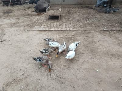 ducks for sales