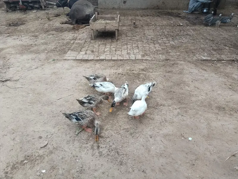 ducks for sales