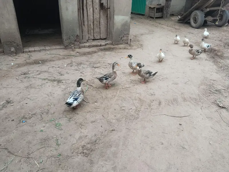 ducks for sales — photo 2