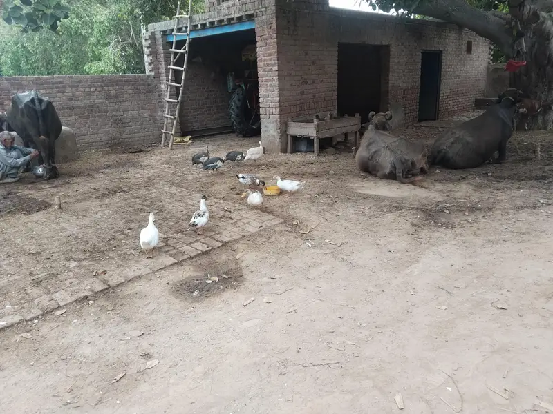 ducks for sales — photo 3