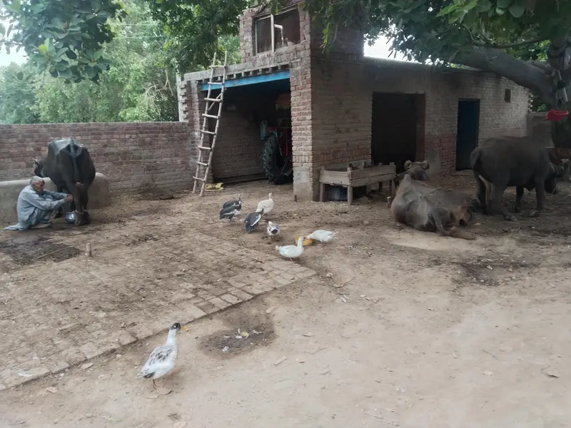 ducks for sales — photo 4