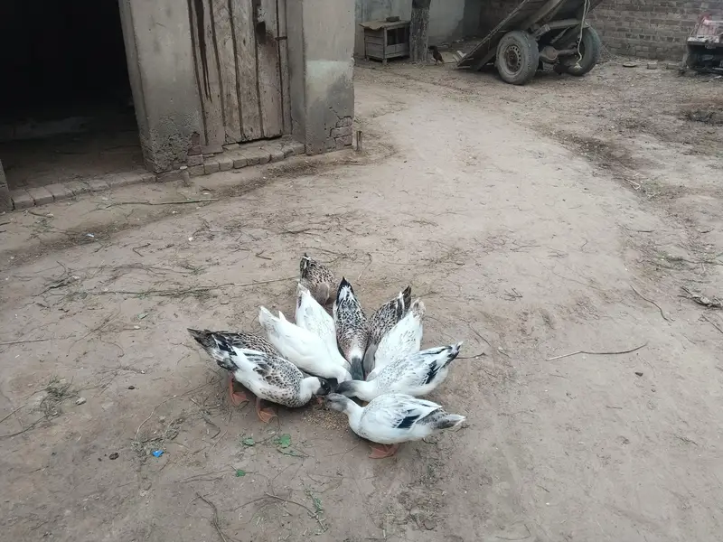 ducks for sales — photo 5