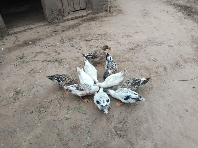 ducks for sales — photo 6