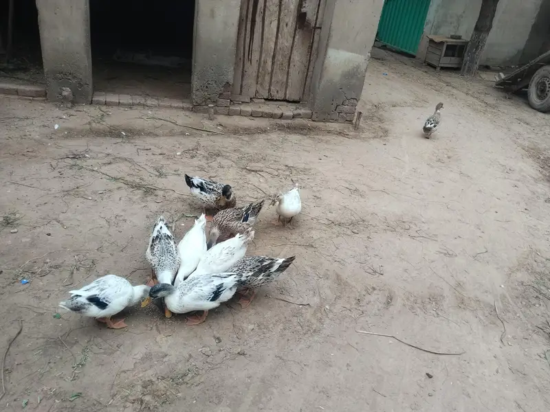 ducks for sales — photo 7