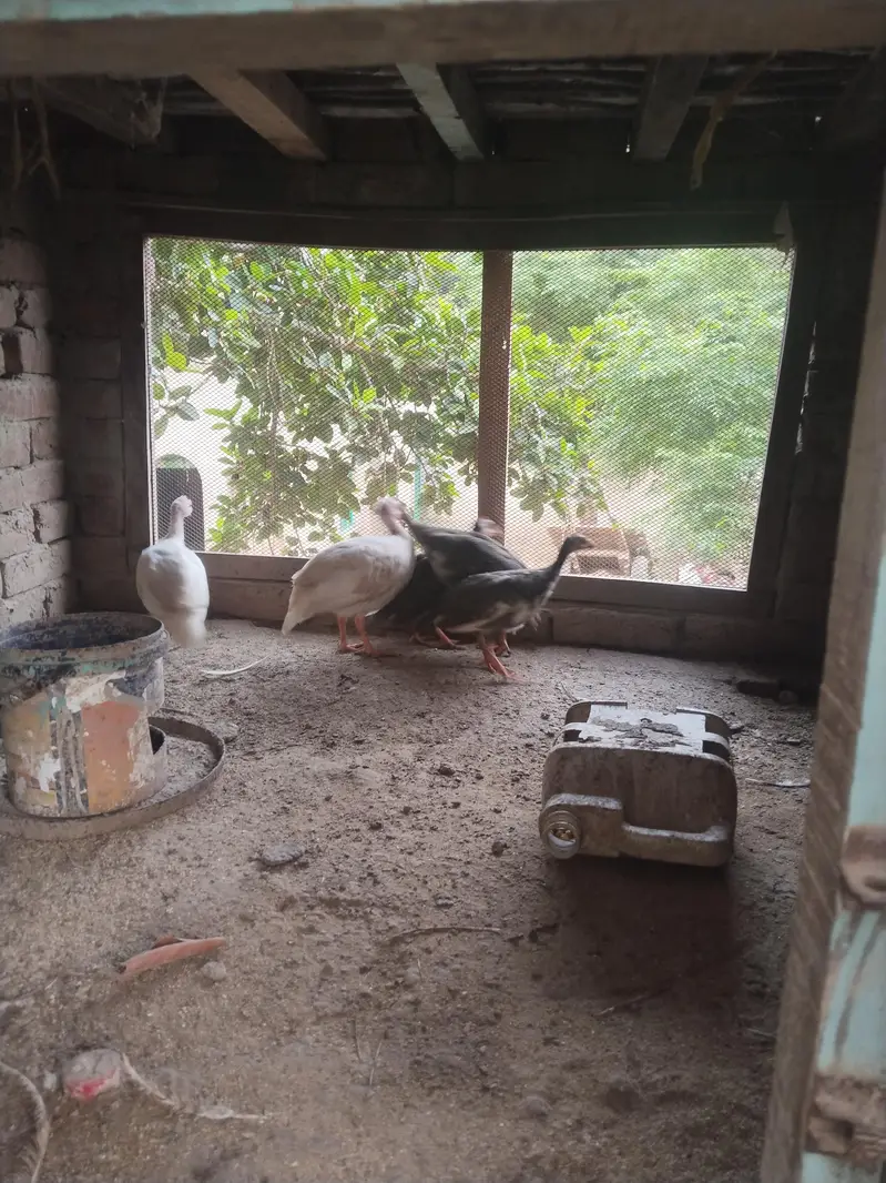 ducks for sales — photo 9