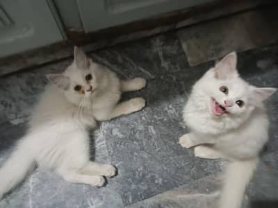 Persian cats pair call for price
