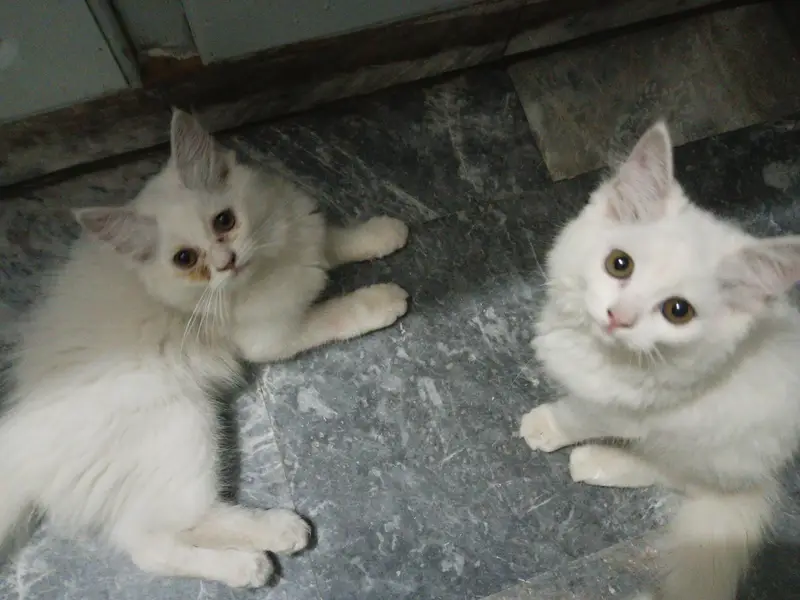 Persian cats pair call for price — photo 2