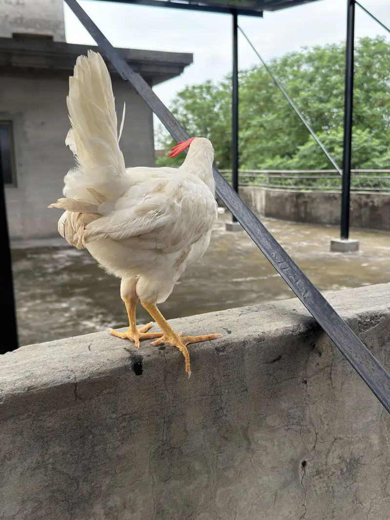 Layes 2 piece Healthy And Active Ghar Ky paly Huwy Munasib kimat My — photo 3