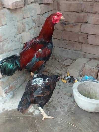 Aseel Lakha Mushki cross