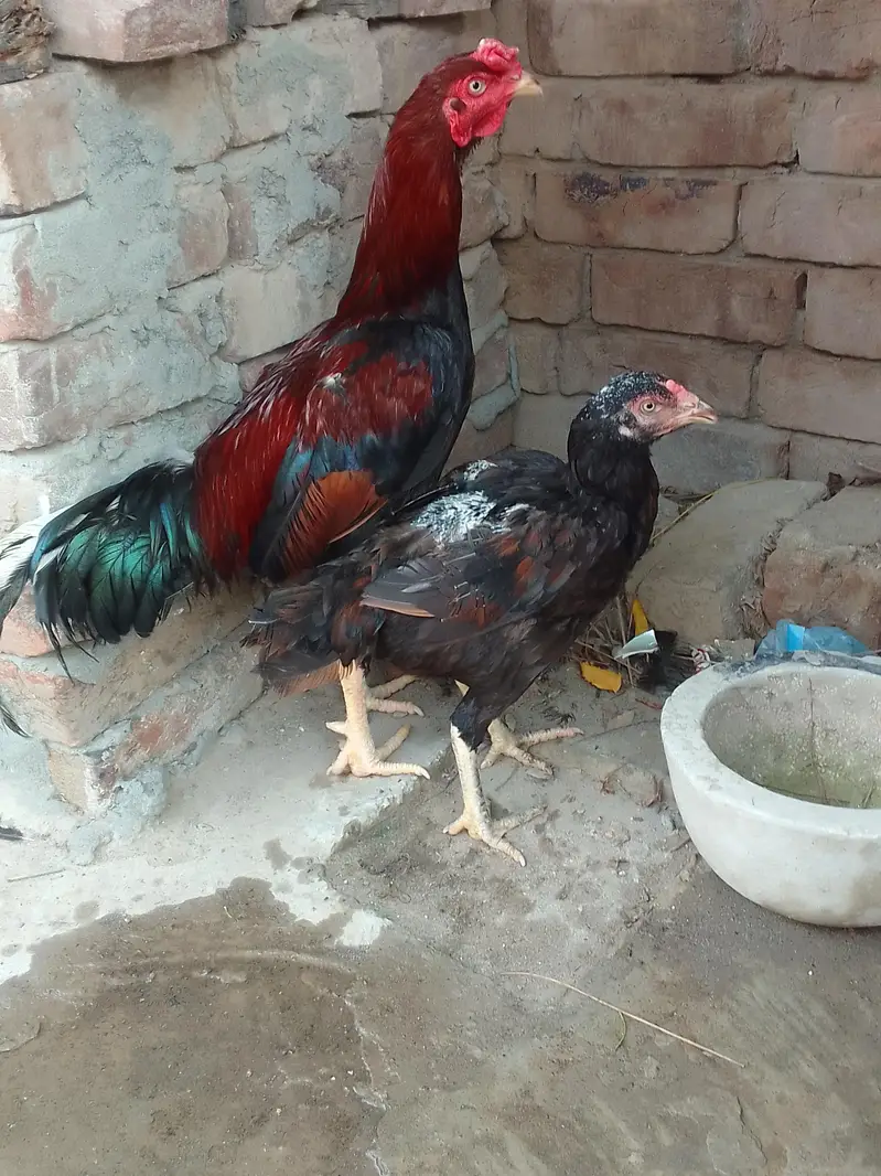 Aseel Lakha Mushki cross — photo 3