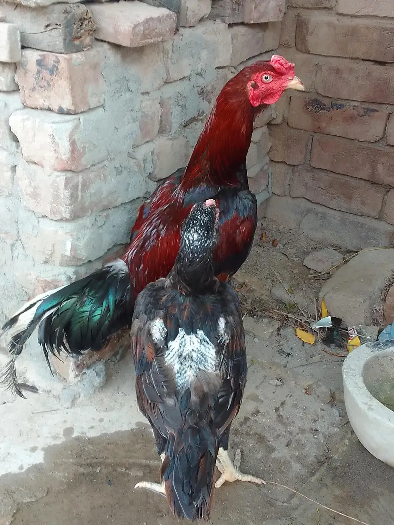 Aseel Lakha Mushki cross — photo 5