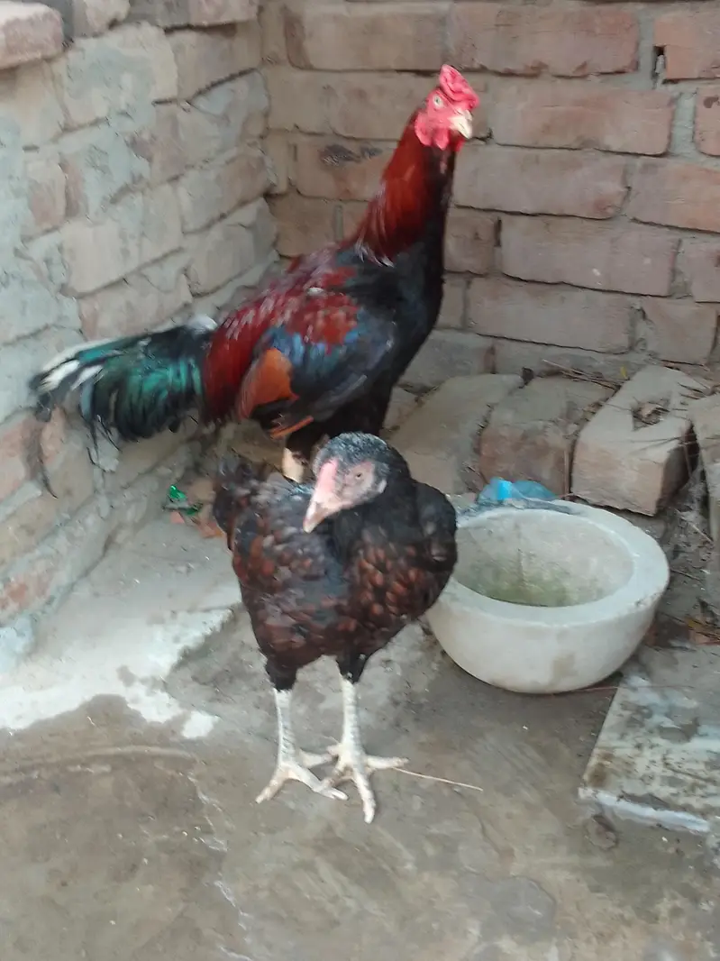 Aseel Lakha Mushki cross — photo 7