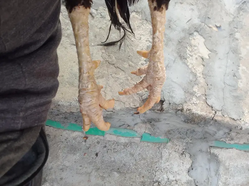 Aseel Lakha Mushki cross — photo 10