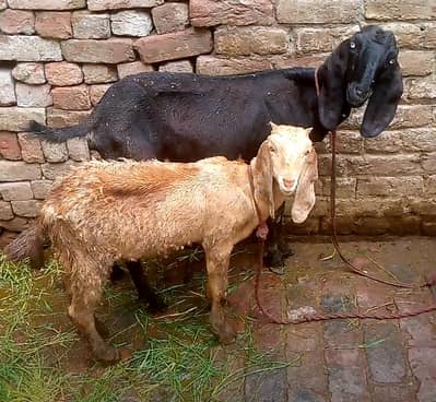 PEHLY SOY BAKRI PICHY BHI BAKRI HAI. BIRTH 03-04-2026
