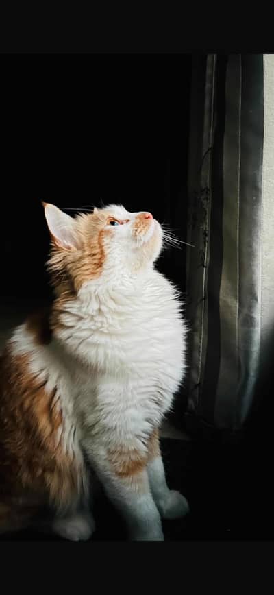 Turkish angora