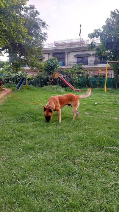 belgian malinois dog well bred and strong working blood line.