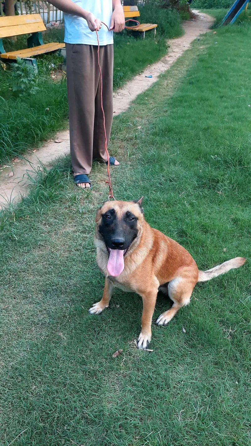belgian malinois dog well bred and strong working blood line. — photo 3