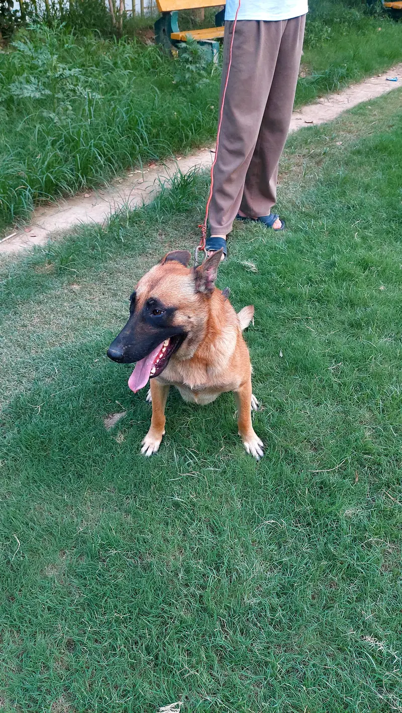 belgian malinois dog well bred and strong working blood line. — photo 4