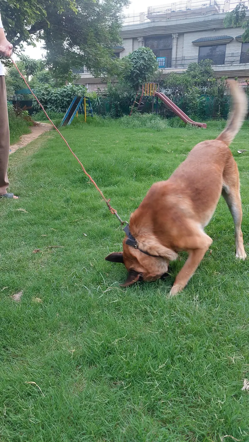 belgian malinois dog well bred and strong working blood line. — photo 5