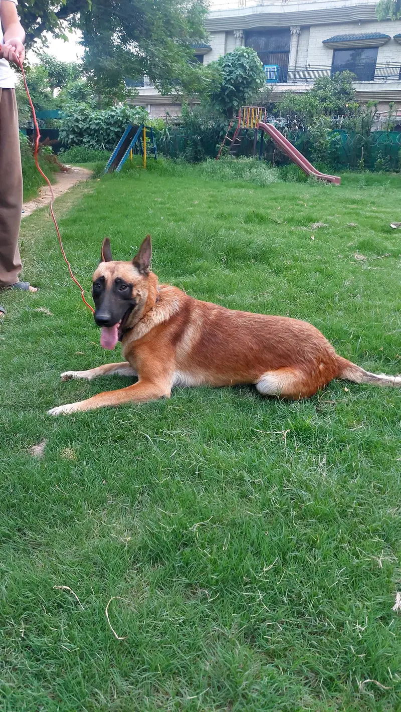 belgian malinois dog well bred and strong working blood line. — photo 6