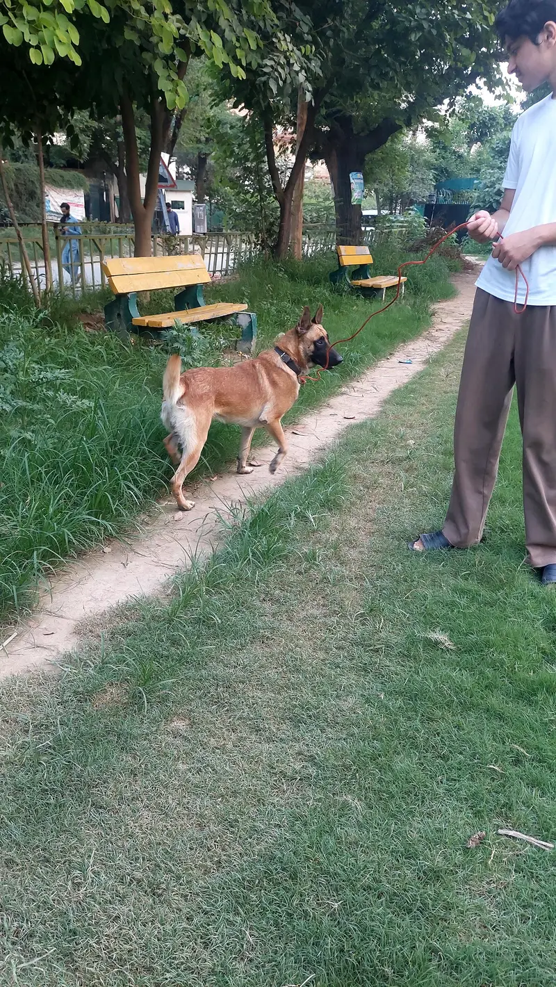 belgian malinois dog well bred and strong working blood line. — photo 7