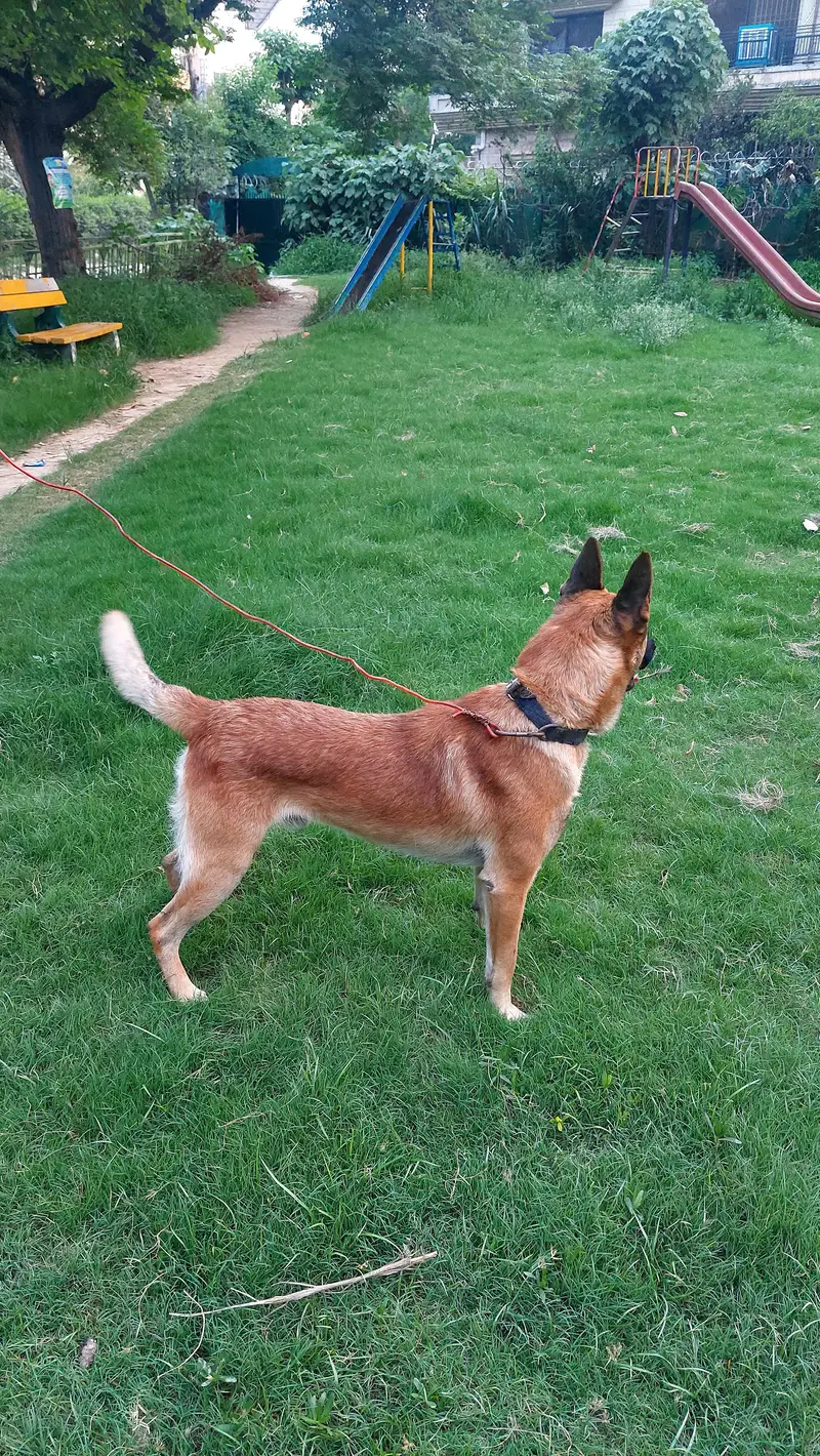 belgian malinois dog well bred and strong working blood line. — photo 8